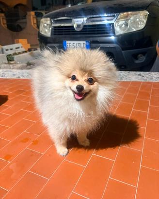 Cucciola di spitz di Pomerania nano