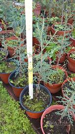 Piantine di cipresso comune o mediterraneo