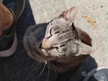 Gattina femmina 5 mesi