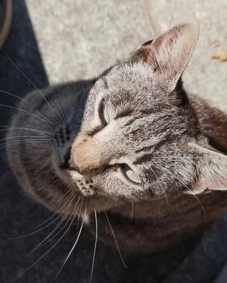 Gattina femmina 5 mesi