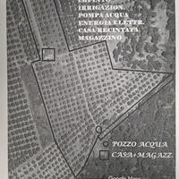 Terreno con uliveto e rudere