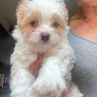Yorkshire terrier golddust