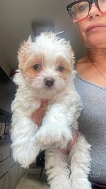 Yorkshire terrier golddust