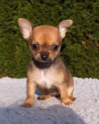 Cuccioli di chihuahua Toy mini