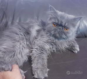 Gatta persiana ipertipica blu
