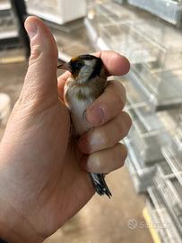 Cardellina nostrana unghie bianche