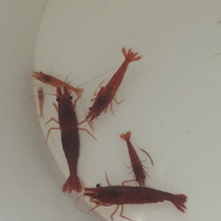 Caridine Bloody Mary