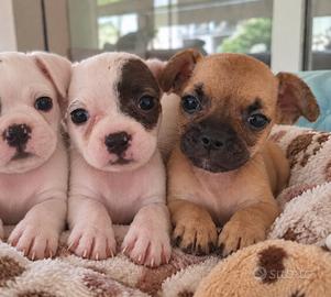 Cuccioli di mamma bulldog francese papà mixbulldog
