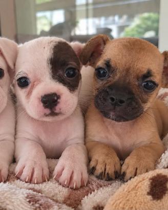 Cuccioli di mamma bulldog francese papà mixbulldog