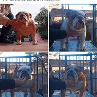 Bulldog