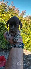 Bracco pointer