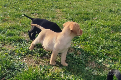 Cuccioli di labrador