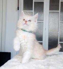 Maine coon alta genealogia con pedigree