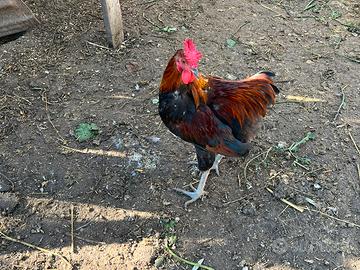 Gallo coronata siciliana