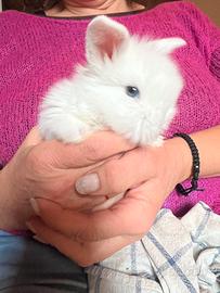 Conigli ariete-testa di leone