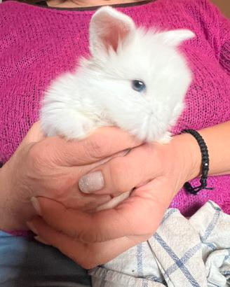 Conigli ariete-testa di leone