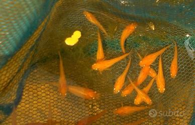 Medaka Oryzias latipes richfish