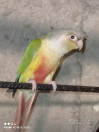 Faccia verde pappagalli cocuri