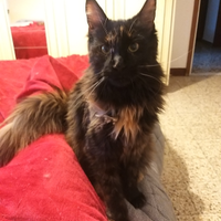 Mainecoon femmina tartarugata vaccinata