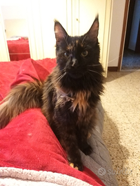 Mainecoon femmina tartarugata vaccinata