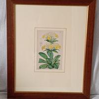 Stampa acquerellata vintage