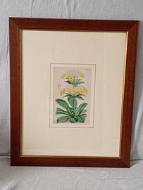 Stampa acquerellata vintage