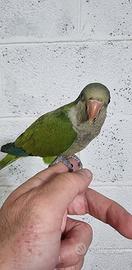 Pullo di parrocchetto monaco