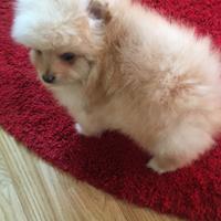Cuccioli di spiz Pomerania nano