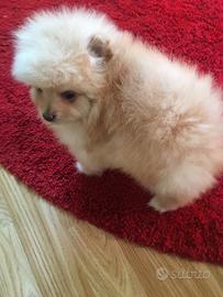 Cuccioli di spiz Pomerania nano