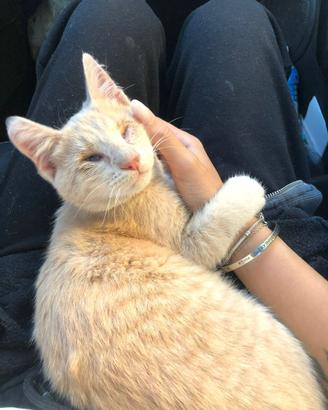 Gattino amorevole
