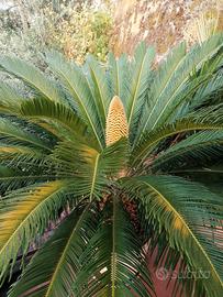 Piante Cycas in vaso.