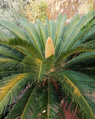 Piante Cycas in vaso.