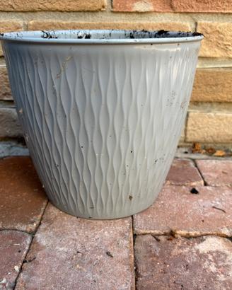 Coprivaso grigio