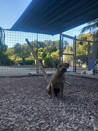 Amstaff American Terrier femmina