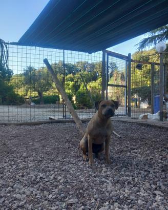 Amstaff American Terrier femmina