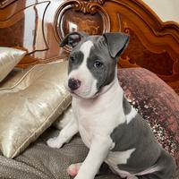 American Staffordshire Terrier (Amstaff)
