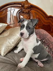 American Staffordshire Terrier (Amstaff)