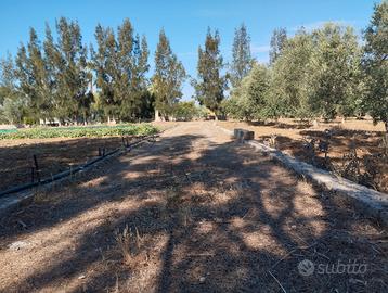 Terreno con 70 alberi d'ulivo