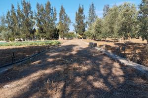 Terreno con 70 alberi d'ulivo