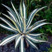 Agave  Americana Mediopicta