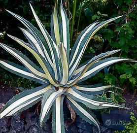 Agave  Americana Mediopicta