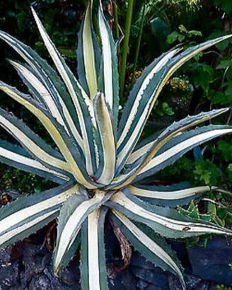 Agave  Americana Mediopicta