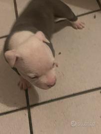 American Bully Poket X Pitbull