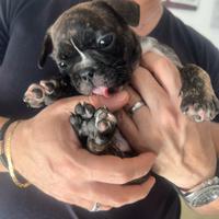 Cucciolo bulldog francese
