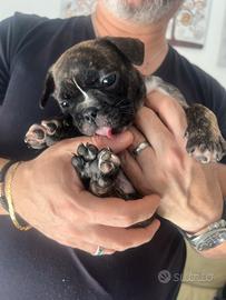 Cucciolo bulldog francese
