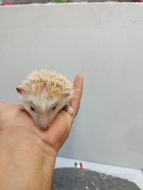 Cuccioli di ricci africani