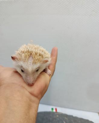 Cuccioli di ricci africani