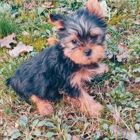 Cucciolo di Yorkshire