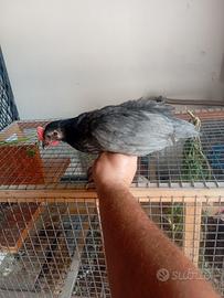 Pulcini