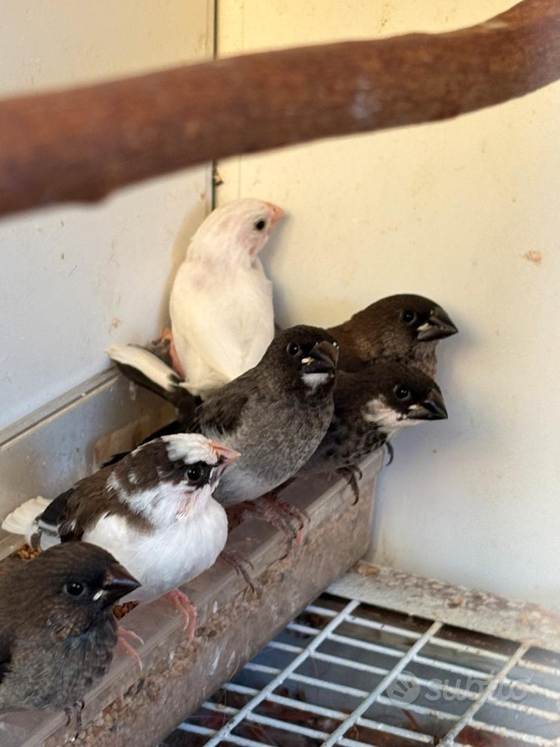 Passeri del giappone - Animali In vendita a Cagliari